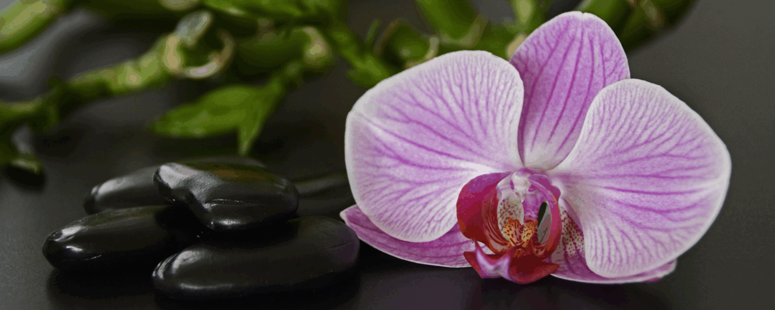 nature-branch-plant-wood-flower-petal-633574-pxhere.com